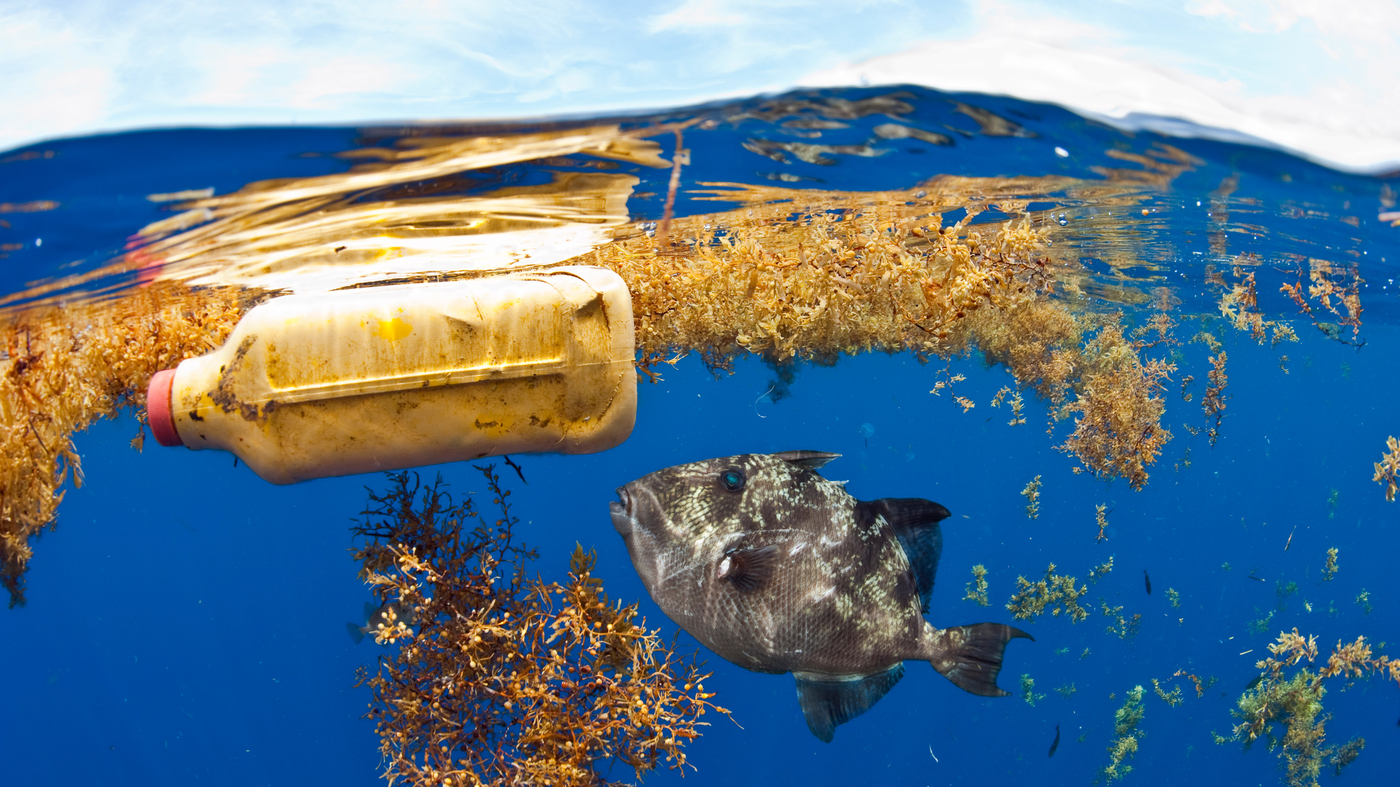 How much plastic can kill a seabird? Just six shreds of a popped balloon, new study finds : NPR