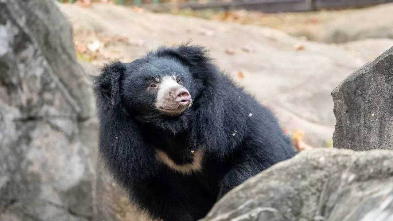 Sloth Bears