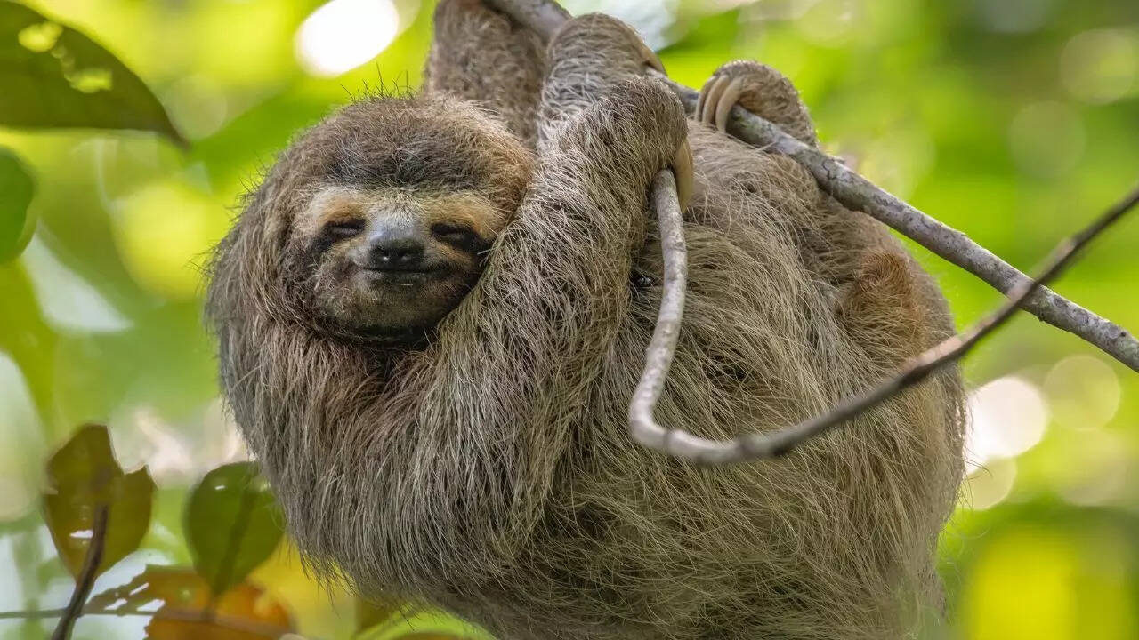 Sloths