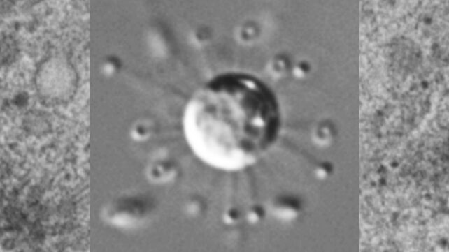 Newly Discovered Organism Could Represent a Whole New Branch in The Tree of Life