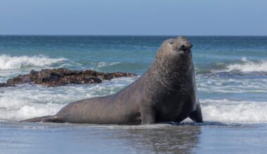 southern elephant seal