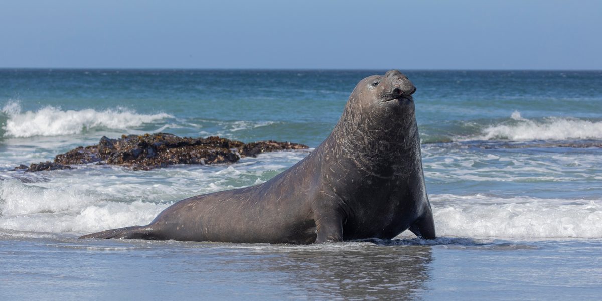 southern elephant seal