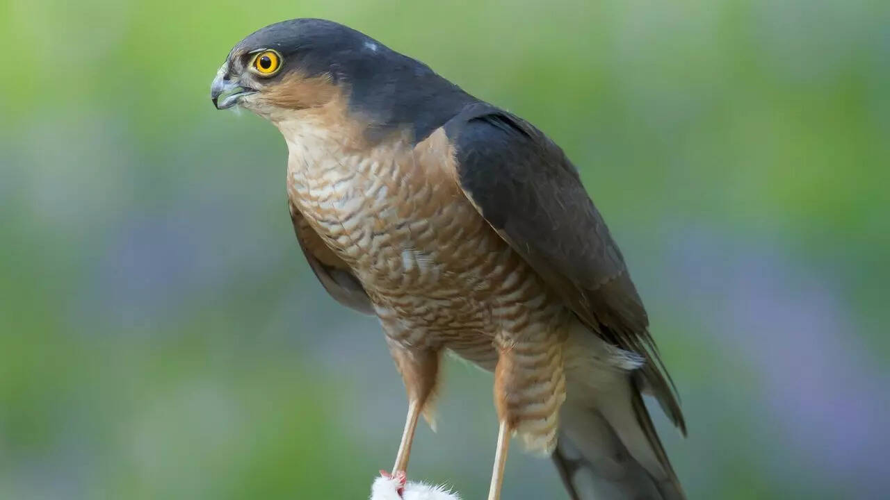 Sparrowhawk