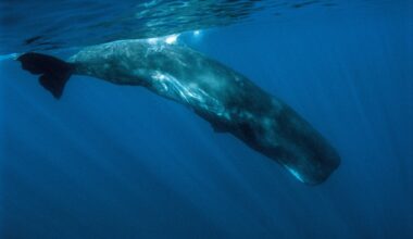 Sperm Whale