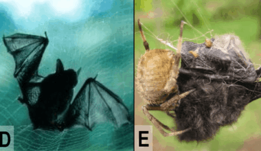 There Have Been At Least 53 Incidents Of Spiders Capturing And Eating Bats