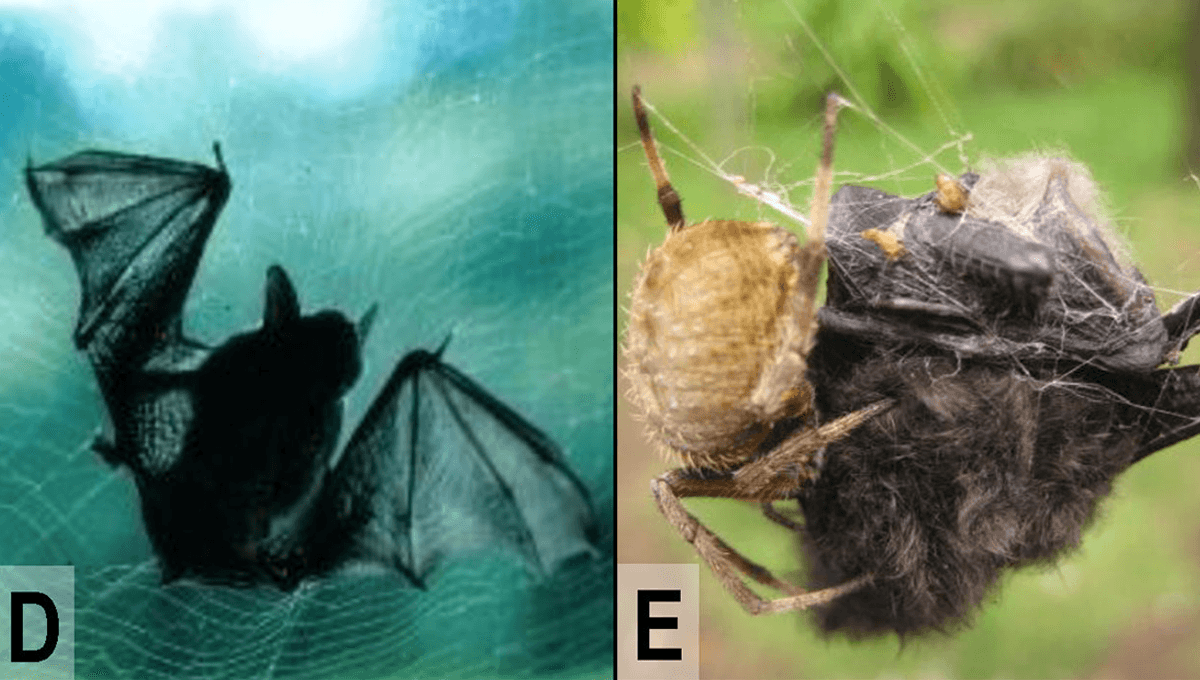 There Have Been At Least 53 Incidents Of Spiders Capturing And Eating Bats
