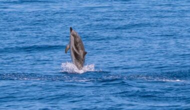 Caprera Canyon in the Mediterranean teems with whales and dolphins. But it’s under threat
