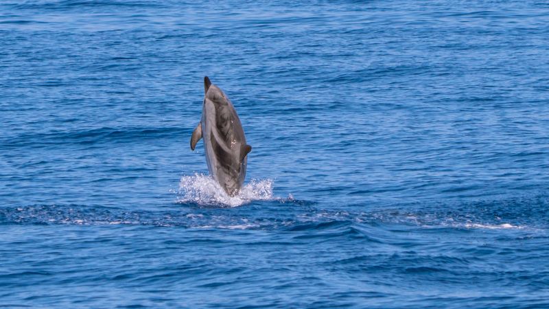 Caprera Canyon in the Mediterranean teems with whales and dolphins. But it’s under threat