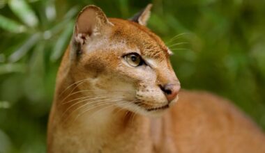 The conservationist saving the African golden cat from the ‘edge of extinction’