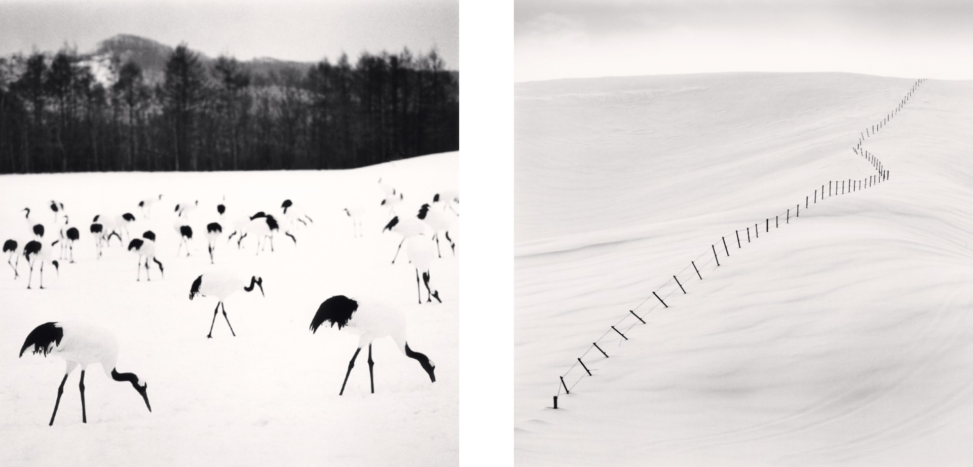 A diptych of black and white winter scenes, with the left image showing a flock of Japanese Red-crowned Cranes foraging in deep snow, and the right showing a long, winding fence line disappearing into a snow-covered, undulating hill.