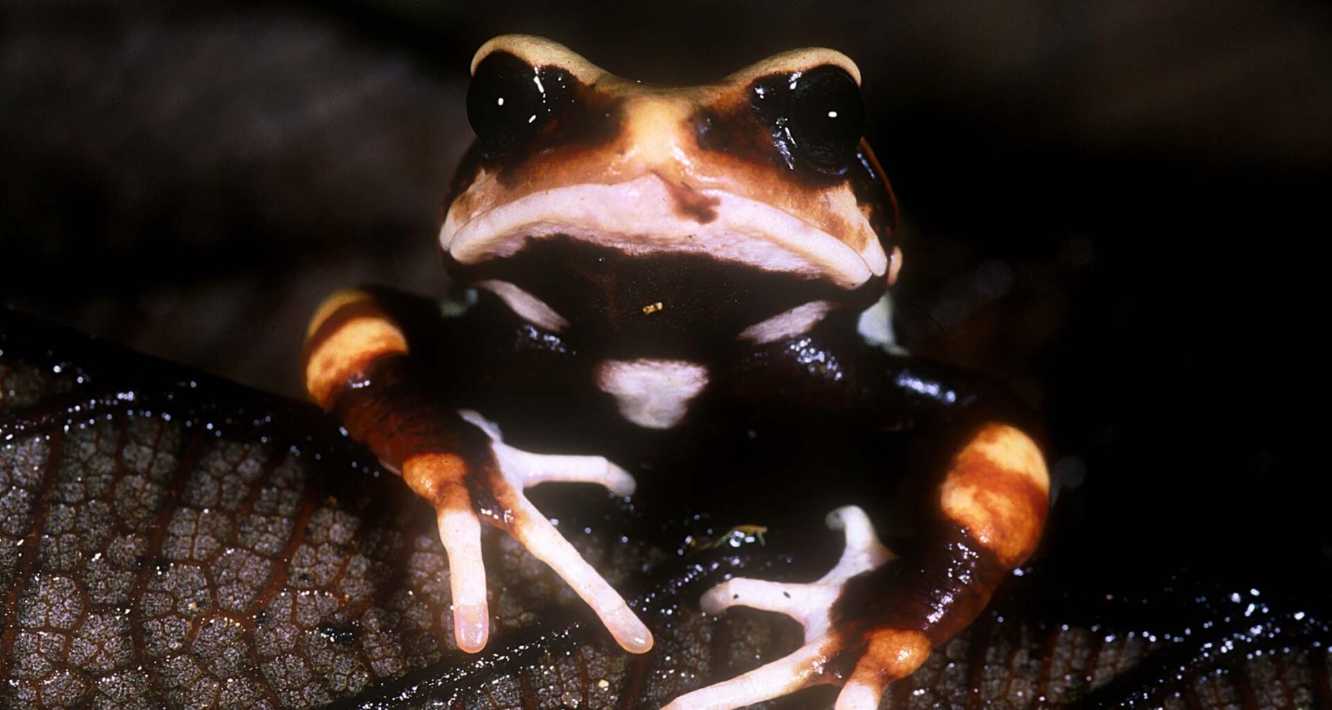 A black and orange frog looking towards the camera