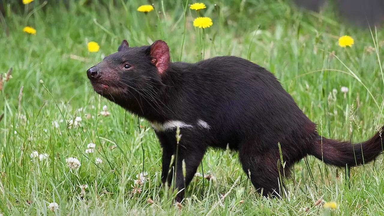 Tasmanian Devils
