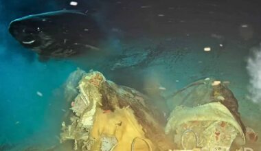 The Enormous Deep Sea Creature, Which Can Grow Up To Seven Metres In Length