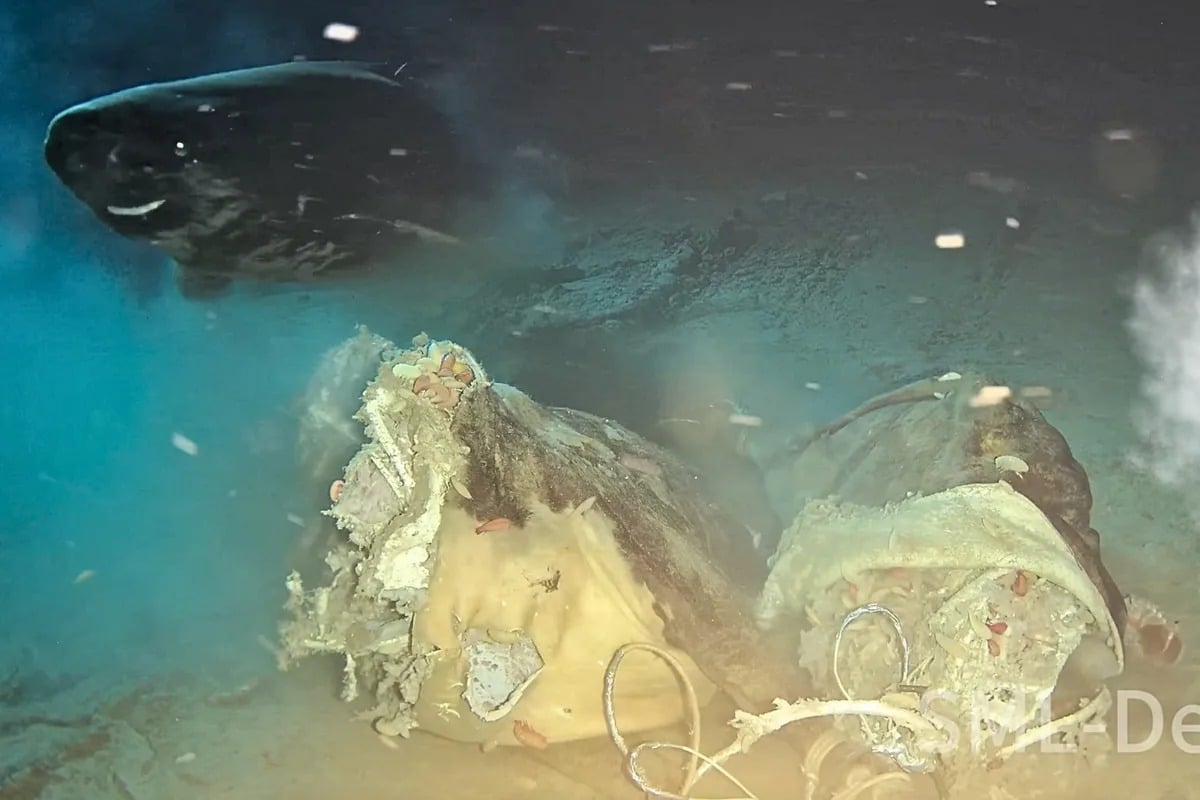 The Enormous Deep Sea Creature, Which Can Grow Up To Seven Metres In Length, Has Never Been Filmed In This Part Of The World Before.