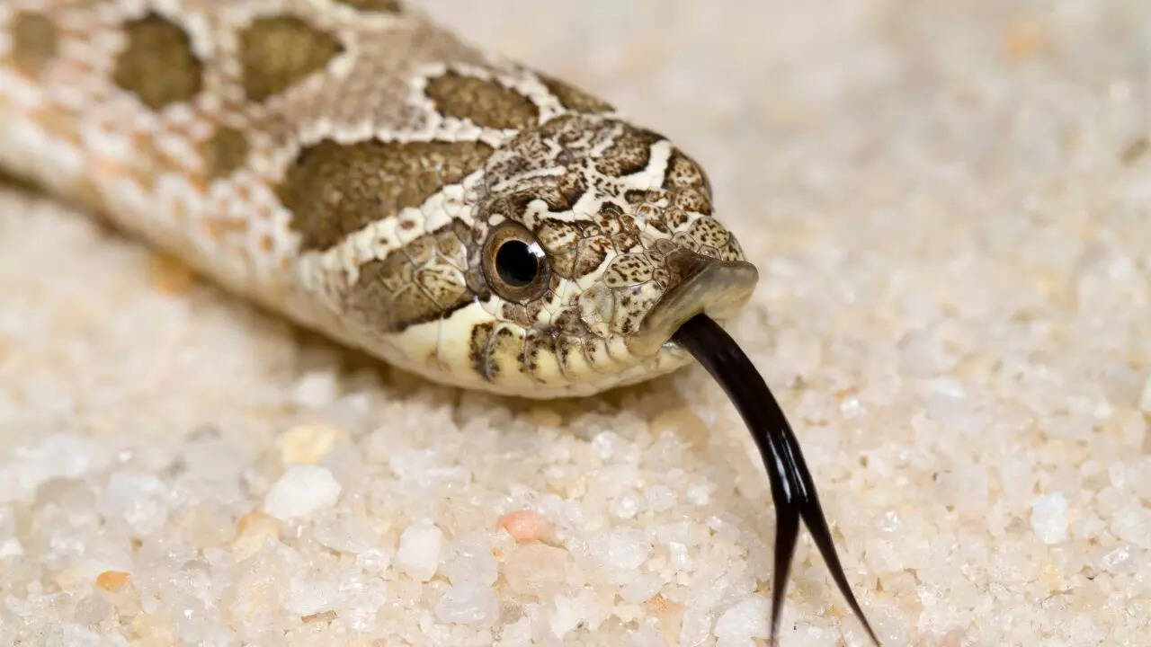 The role of a forked tongue in chemical sensing and mating behaviour