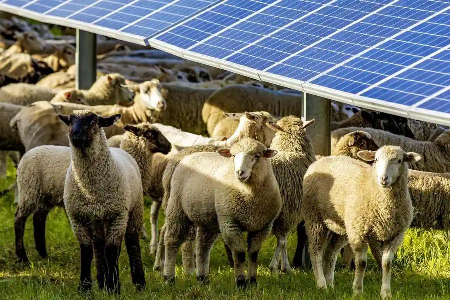 They placed 1,700 sheep among solar panels—and the animals’ unexpected behavior surprised researchers