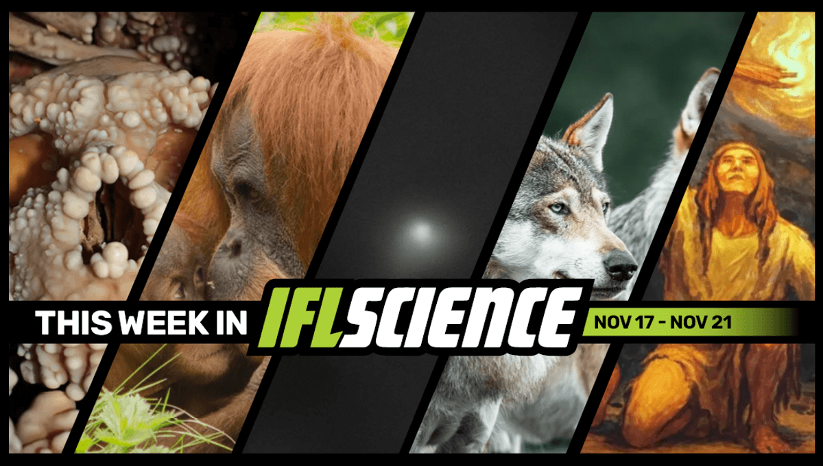 First-Ever Look At Neanderthal Nasal Cavity Shatters Expectations, NASA Reveals Comet 3I/ATLAS Images From 8 Missions, And Much More This Week