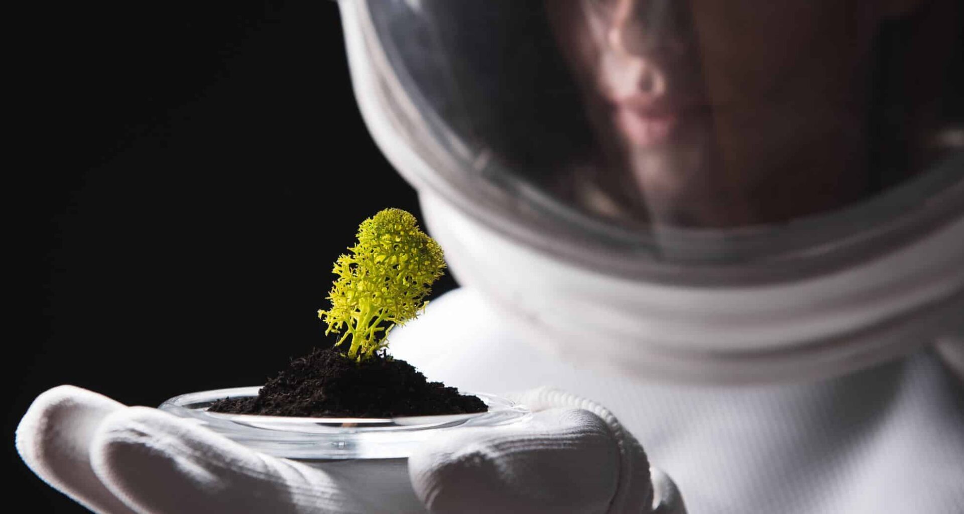 Tiny Plant In Space (illustrative Image)