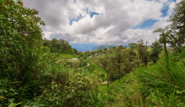 Trail Camera Catches Rare Footage Of Endangered Species In The Andes