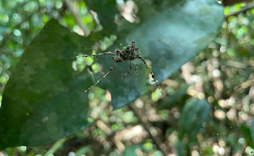 False spider structure shown in a web