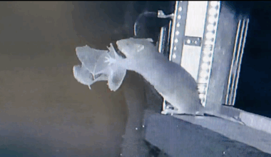 Wait, what? A RAT caught and ate a BAT? And there's video! What does it portend? - NPR