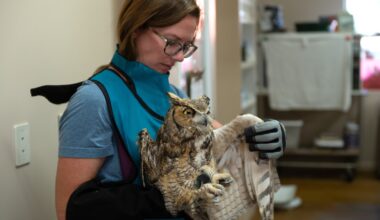Great horned owl in Utah headed toward recovery after falling into concrete mixer
