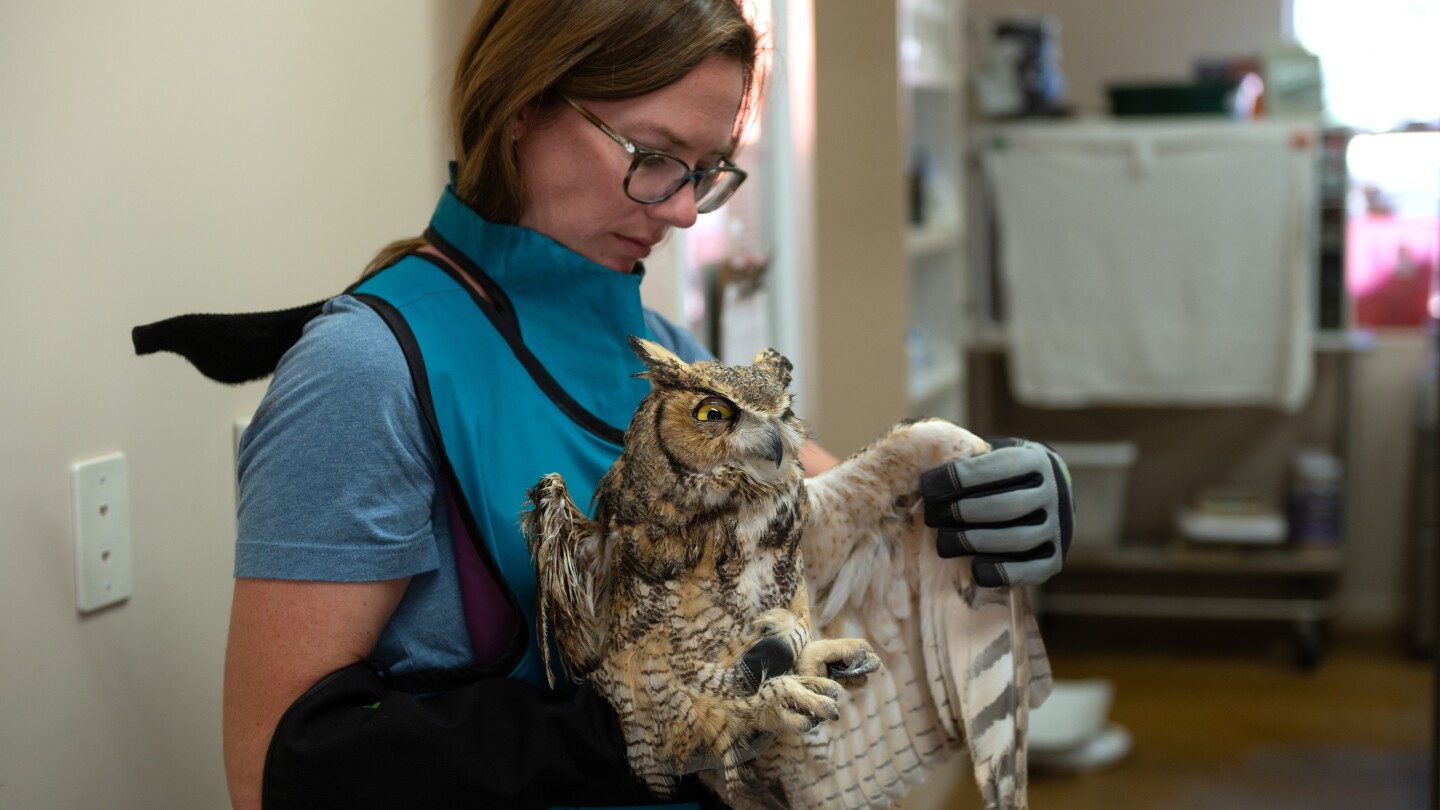Great horned owl in Utah headed toward recovery after falling into concrete mixer