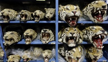 Authorities seize nine tigers monthly in worsening global trafficking crisis