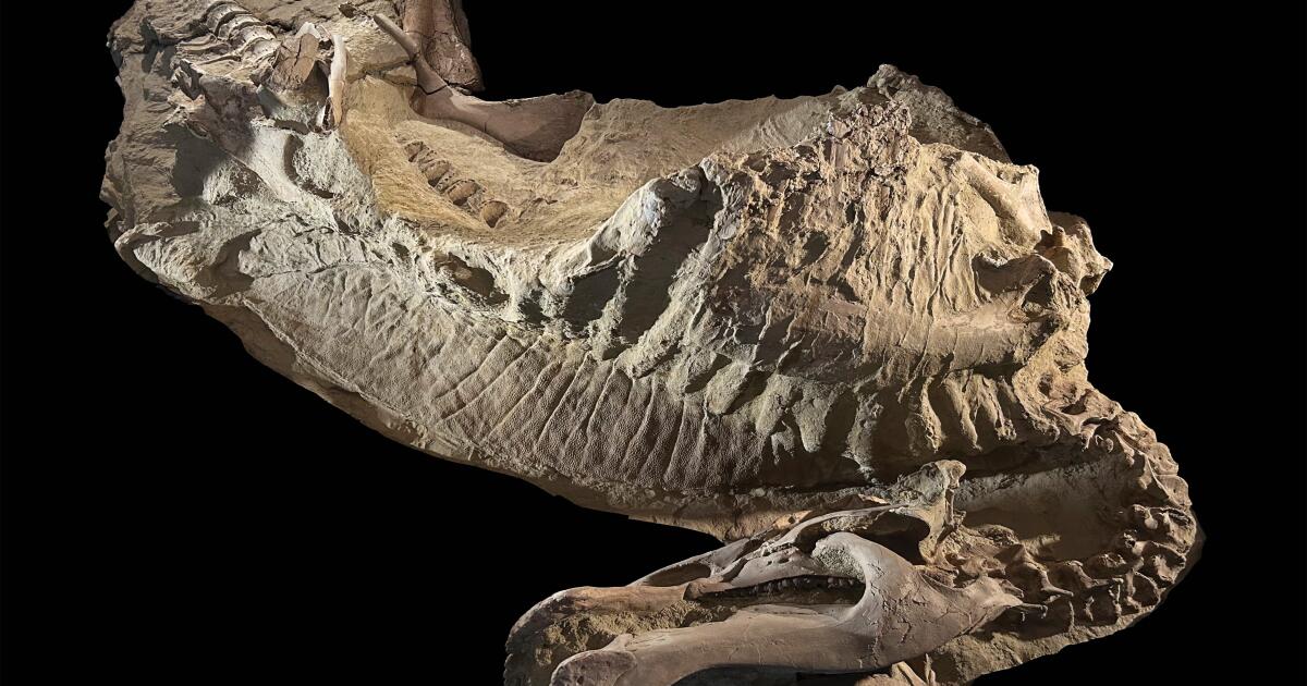Rare dinosaur mummies help scientists recreate their prehistoric lives