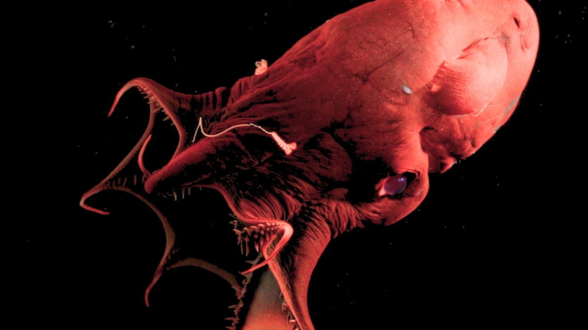 'Vampire Squid From Hell' Reveals The Ancient Origins of Octopuses : ScienceAlert