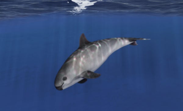 A vaquita porpoise shown diving beneath water's surface.