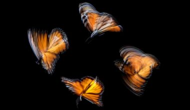What we can learn from butterflies
