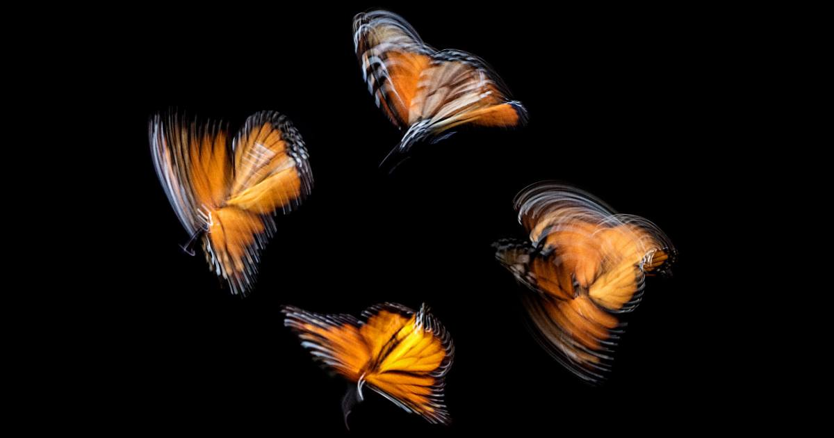 What we can learn from butterflies