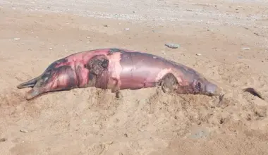 spinner dolphins and humpback dolphins found dead along the coastal town of pasni in balochistan