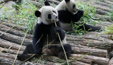 France says 'bon voyage' to 2 giant pandas as they head back to China