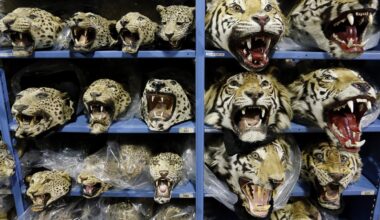 Global tiger trafficking crisis worsens with nine big cats seized monthly