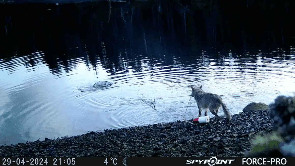 Still image from the recording showing a wolf pulling on a crab pot line