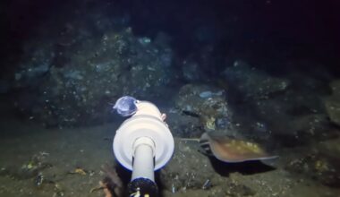 A remotely operated underwater vehicle arm approaches a stingray resting on the ocean floor in a dark, rocky underwater environment.