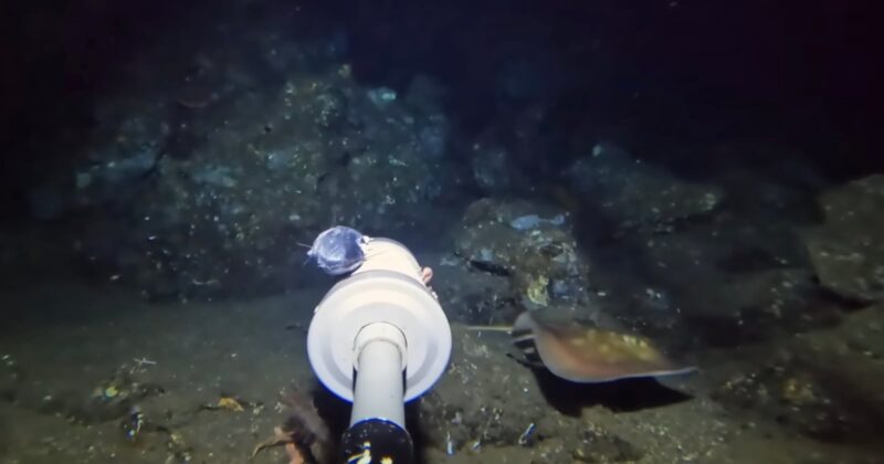 A remotely operated underwater vehicle arm approaches a stingray resting on the ocean floor in a dark, rocky underwater environment.