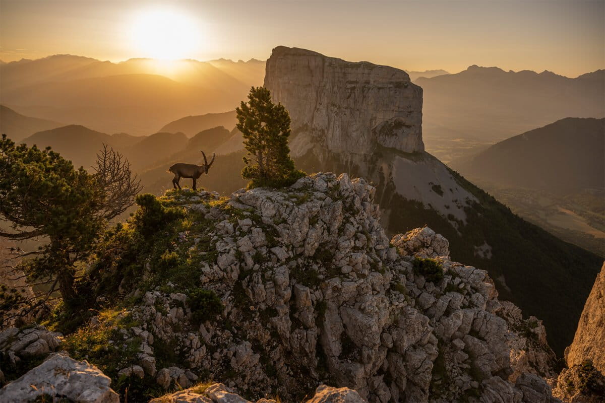 ©️LucaMelcarne-Alpine-ibex-2