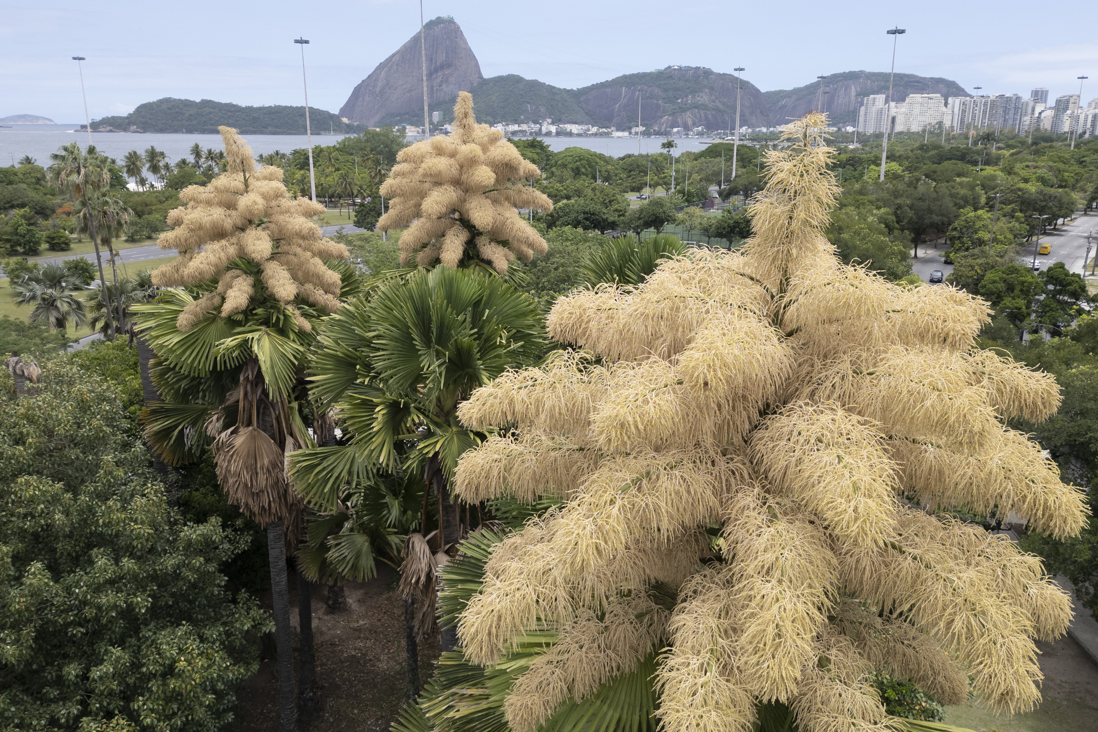 Aerial view of blooming Ceylon palms in Aterro do Flamengo park, with Rio de Janeiro's Sugarloaf Mountain and Guanabara Bay in the background.