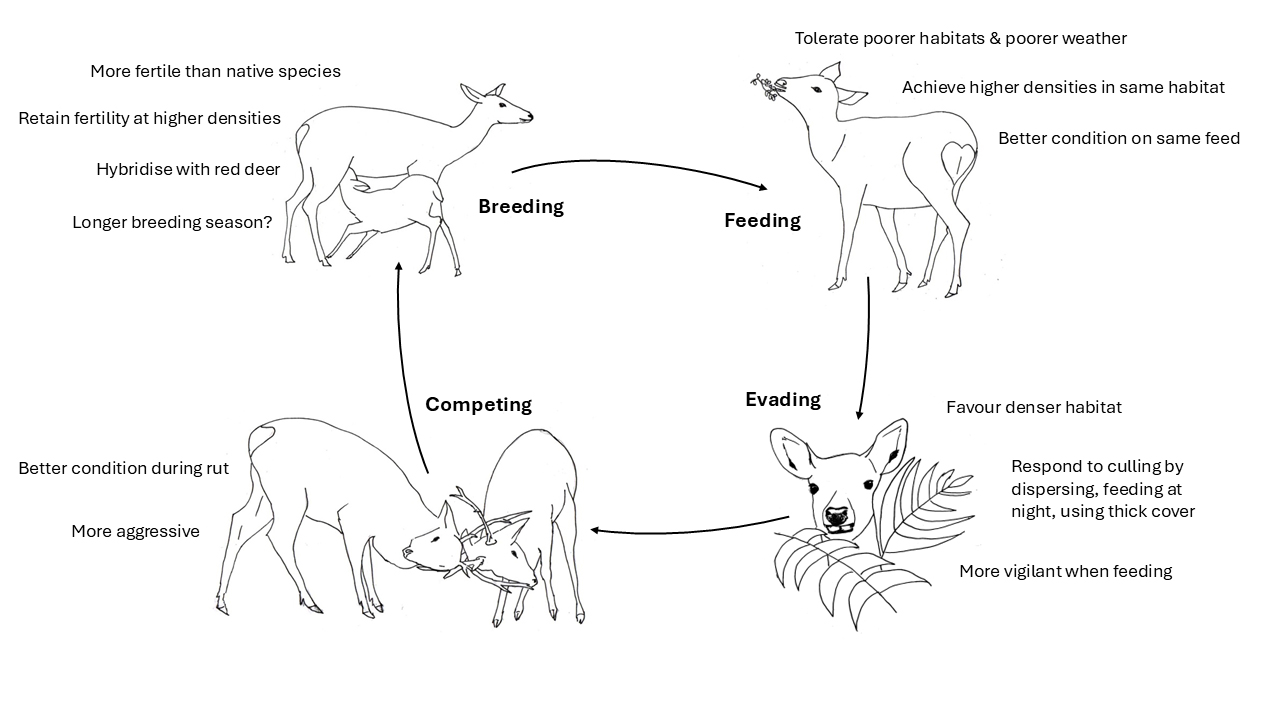 Illustration of the Sika deer's life cycle, depicting characteristics that make it an invasive species in Scotland, including breeding, feeding, competing, and evading behaviors with corresponding traits.