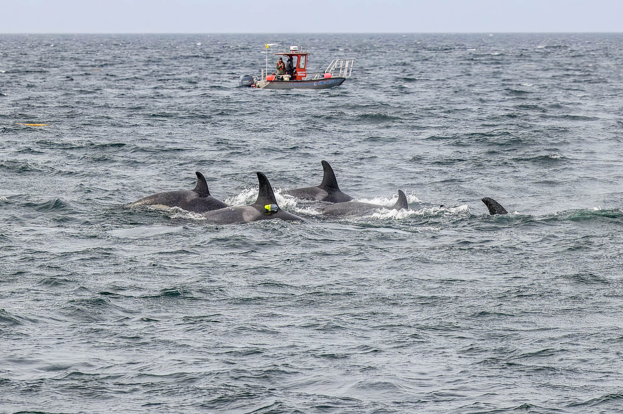 Northern resident killer whales with the research vessel Steller Quest in the background.