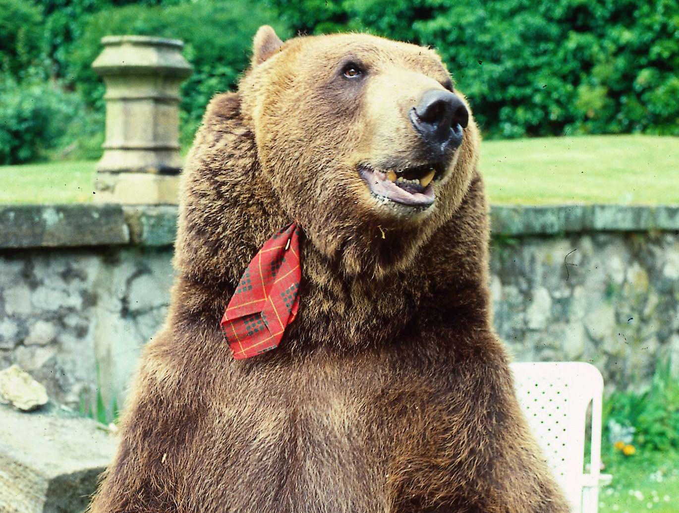 Hercules the bear, owned by Andy and Maggie Robin, wearing a tartan tie.