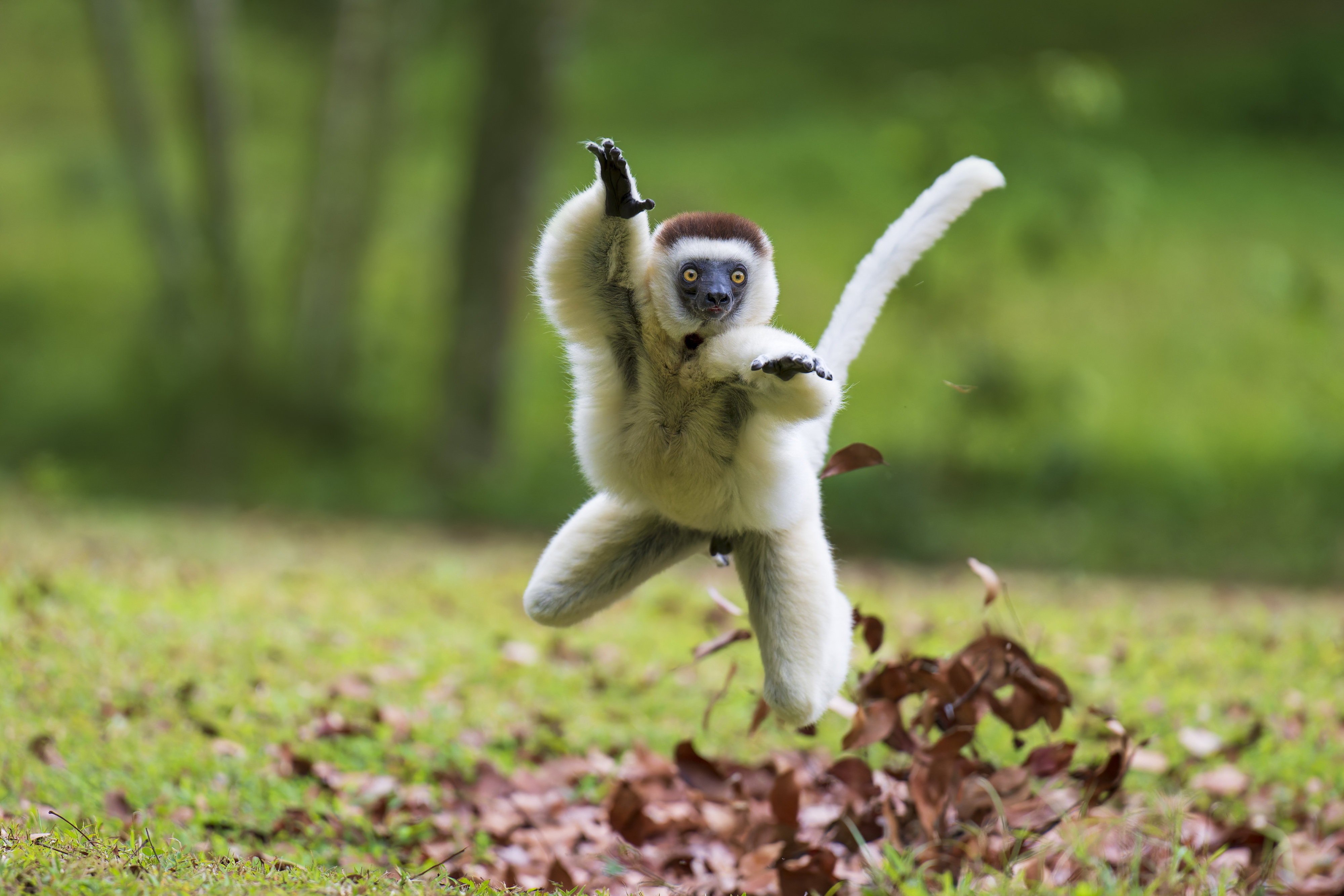 A Verreaux Sifaka lemur leaping across grass with a red-brown crown and white fur.