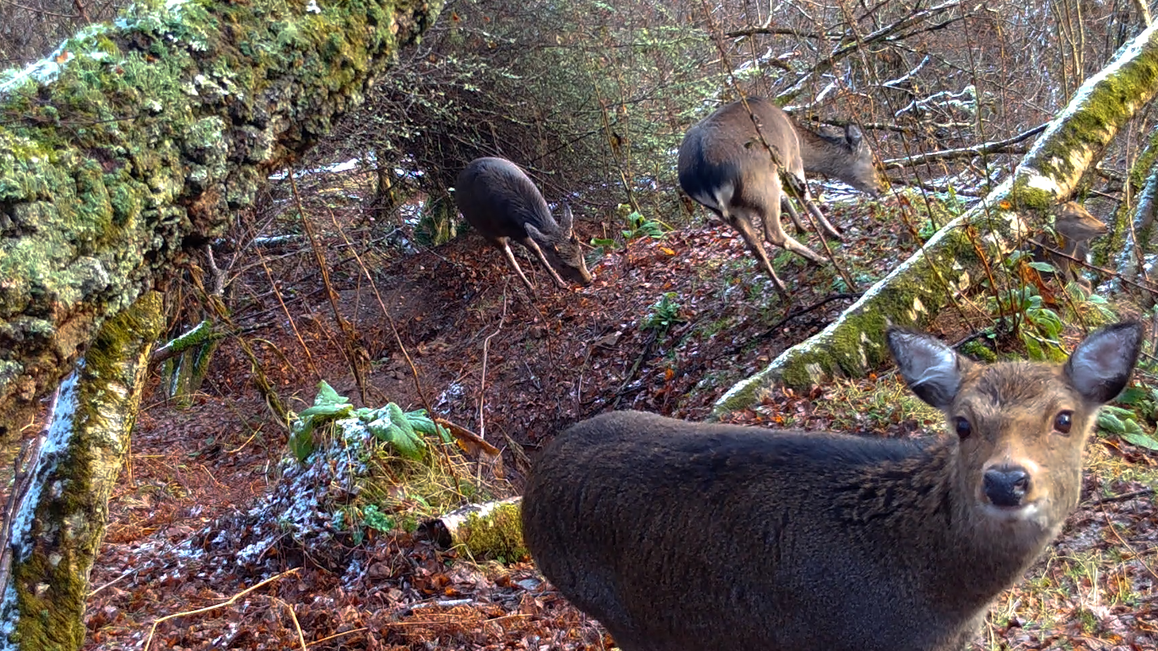 A sika deer looks directly at the camera, while two other sika deer graze on a wooded hillside.