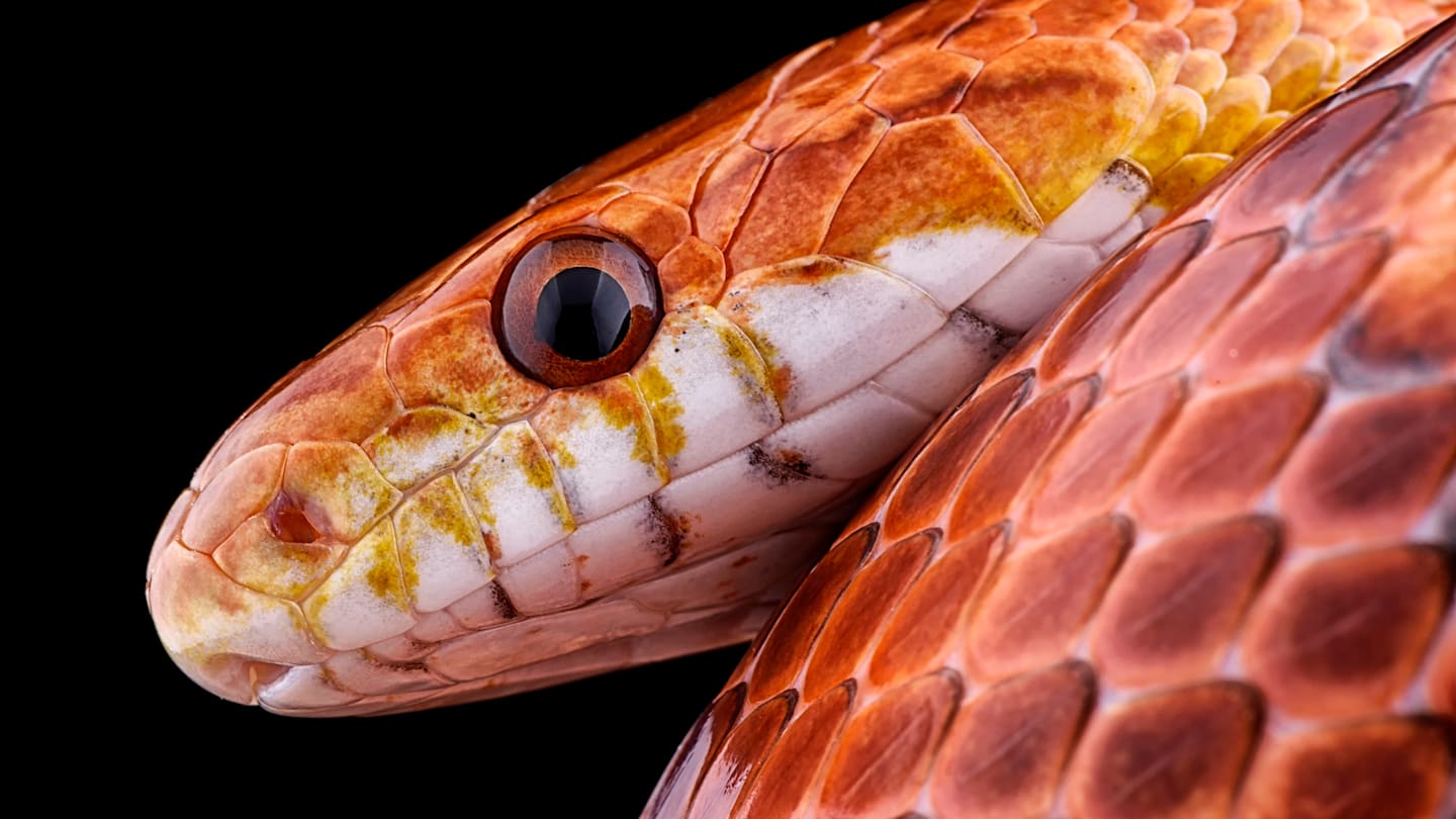 crocodile swimming in marsh