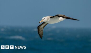 Saving South Africa's threatened albatross from lethal fishing lines