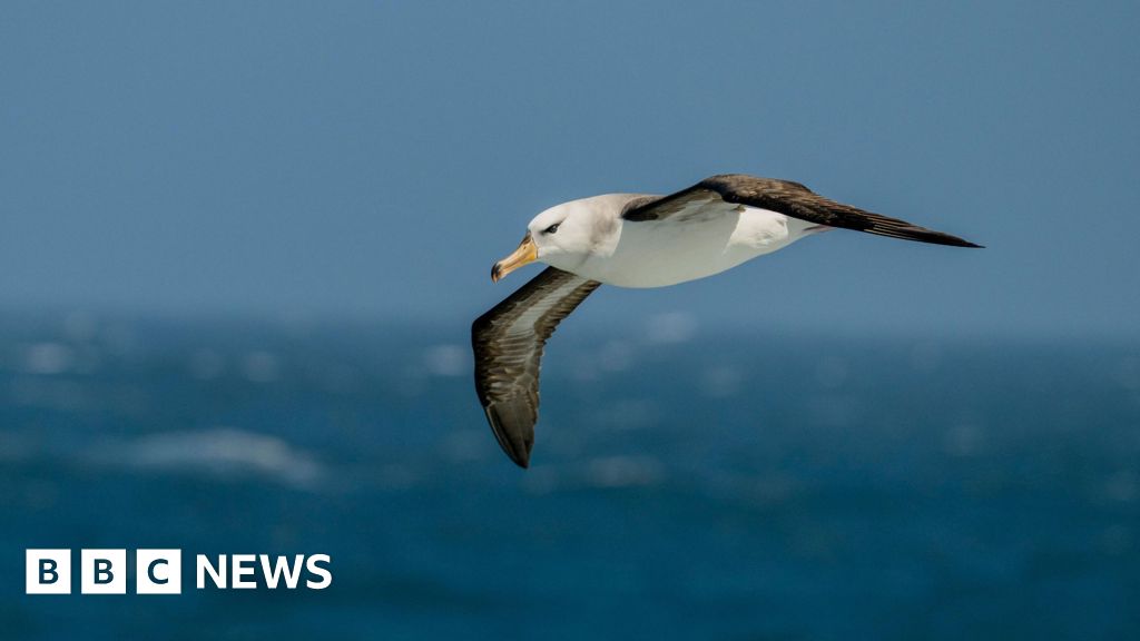 Saving South Africa's threatened albatross from lethal fishing lines