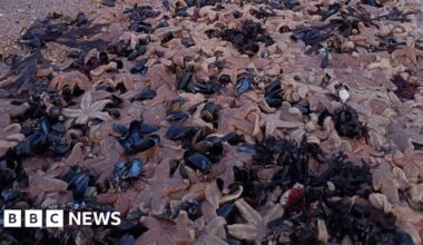 Hundreds of starfish found washed up on Margate beach